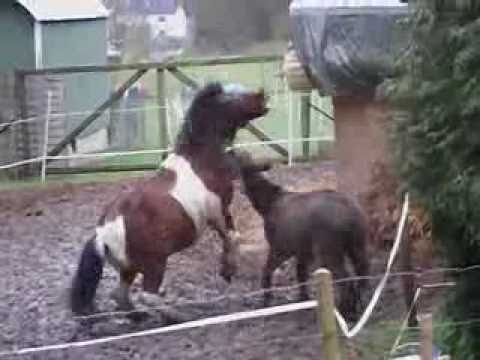 Horse vs. donkey (Papa Bear Pinter)