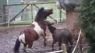 Horse vs. donkey (Papa Bear Pinter)