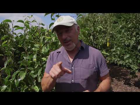 How to do a summer prune on fruit trees.