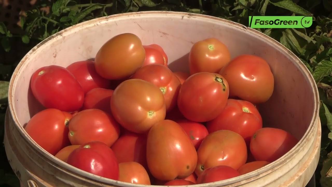 Production de la tomate fraiche au Burkina : Le gouvernement suspend les exportations