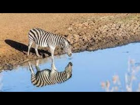 zebra vs croc