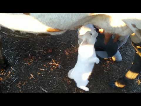 Esse Gato Toma Leite Direto Na Vaca