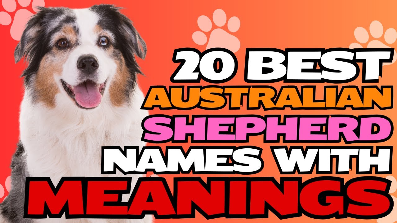 20 Best Australian Shepherd Names with Meanings! 🐾🐶