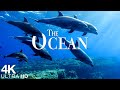 The Ocean 4K Scenic Sea Wildlife Film With Calming Music Sea Animals For Relaxation 4K Video
