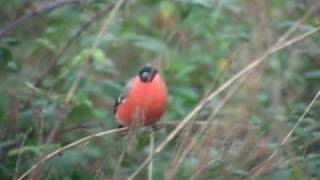 preview picture of video 'Trumpetting Bullfinch Bouvreuil trompetteur'