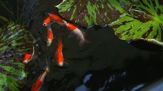 Patio Pond with Bog Filter | Adding Goldfish to the Pond - Part 12