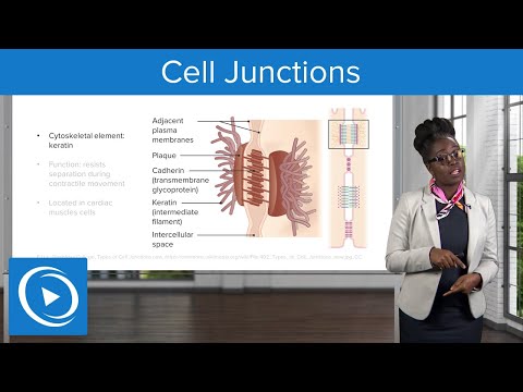 Cell Junctions – Physiology | Lecturio Nursing