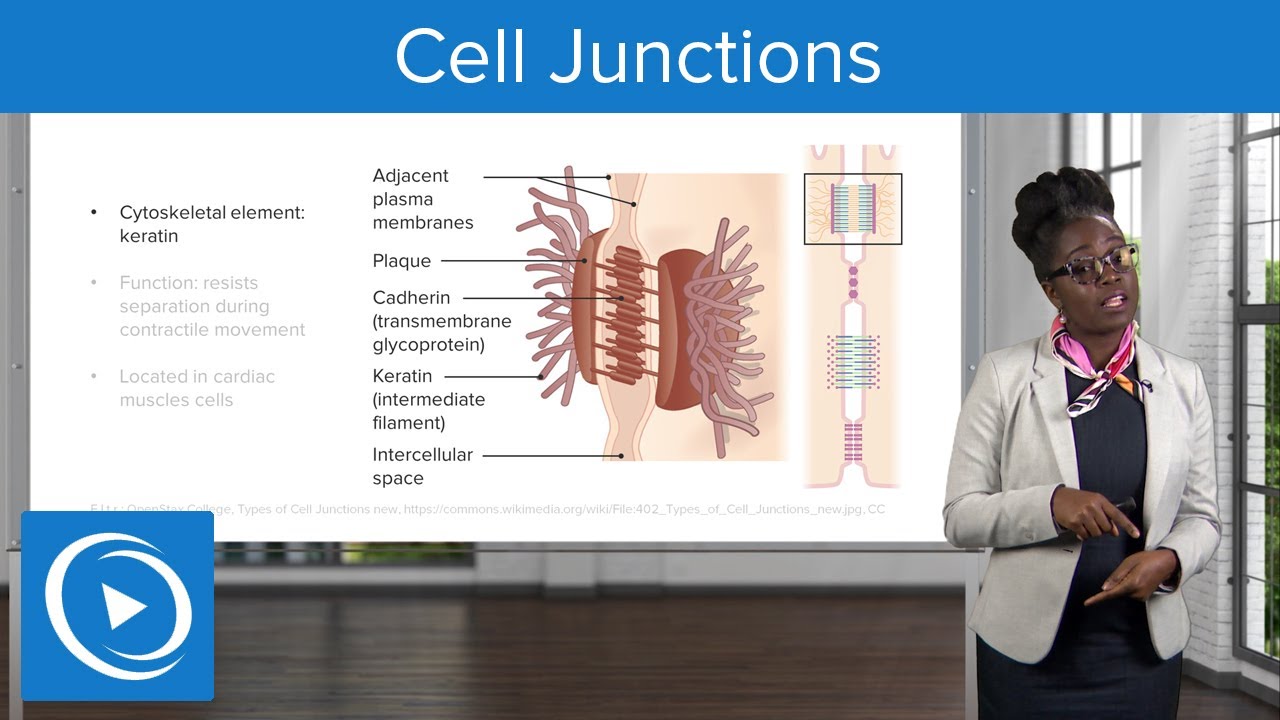 Cell Junctions – Physiology | Lecturio Nursing - YouTube