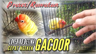 Download lagu Cara Cepat Proses Penggacoran ‼️ LOVEBIRD BETINA mp3 Download lagu Cara Cepat Proses Penggacoran ‼️ LOVEBIRD BETINA mp3