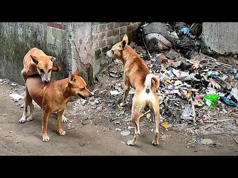Street Dogs Behaviour