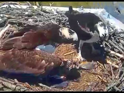 Severna Park Ospreys, MD  05 16 20 1230pm Oscar delivers live fish Olivia feeds the 2 osplets