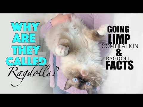 Ragdoll cat going limp Compilation | facts | Ragdoll kitten