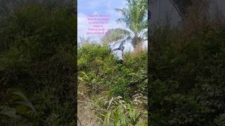 Download lagu Ploting tanah dengan memakai alat geodetik || lokasih sangat extreme dan semak belukar mp3 Download lagu Ploting tanah dengan memakai alat geodetik || lokasih sangat extreme dan semak belukar mp3