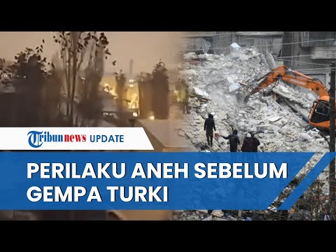 , title : 'Video Perilaku Aneh Hewan Sebelum Gempa Turki, Kawanan Burung Terbang Malam Hari & Anjing Melolong'