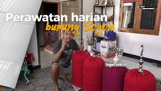 Download lagu RAWATAN SOGON GACOR mp3