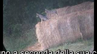 Non diventare grande mai