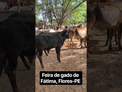 Preços de gado na feira de gado de Fátima, Flores-PE.