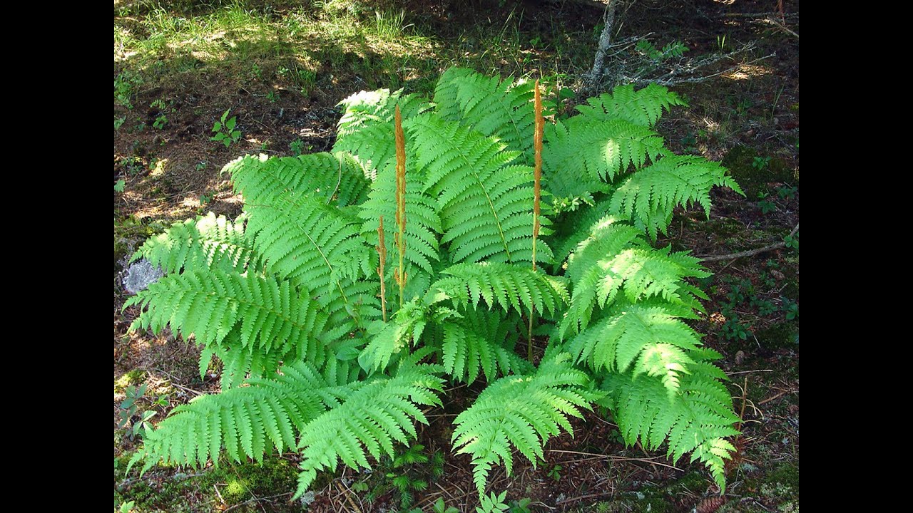 Ferns make the perfect back drop for your landscape.
