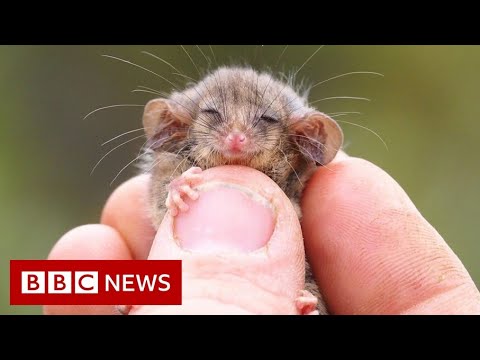 叢林大火後發現活著的小負鼠物種 - BBC News (Tiny possum species found alive after bushfires - BBC News)