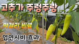 고추가 주렁주렁 엽면시비 효과? 막걸리 비료 엽면시비 중요성
