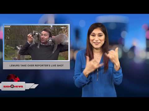 Lemurs take over reporter's live shot (ASL - 1.11.18)