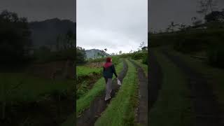 Download lagu Beli sarapan sambil lihat-liat pemandangan sawah sahabat #statuswa #shorts #sawah #gunung mp3