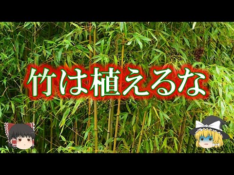 竹を植える: 最もよくある 5 つの間違い トピックス