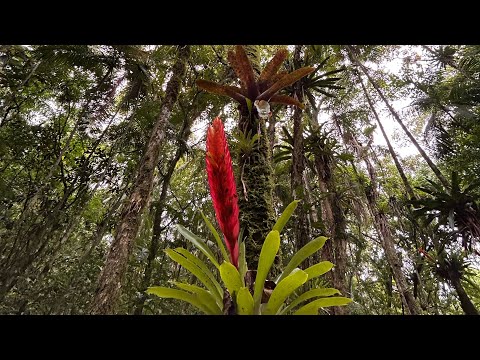 Wakan Tanka - Tiago Rama