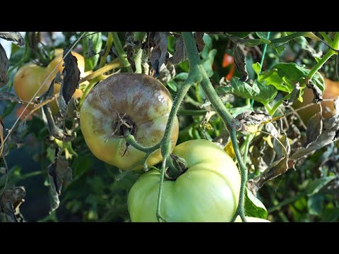 , title : 'Pomidory - częste choroby pomidorów - zaraza ziemniaka i inne'