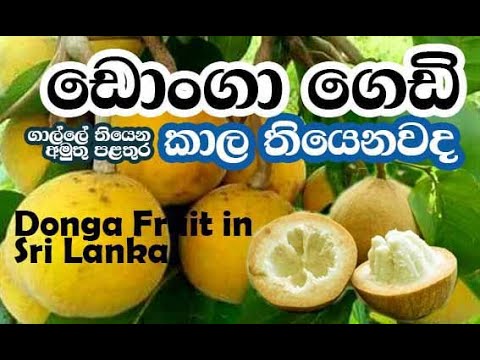 Donga, ඩොංගා, donga fruit, Santol Fruit, #fruit in Sri Lanka, පළතුරැ,  Sour apple | Cotton fruit