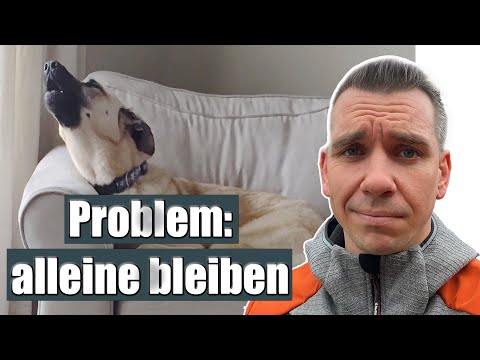 Hund kann nicht alleine bleiben? - Du musst dich abnabeln!