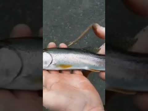 Fishing Went Right Cooking Went Wrong.