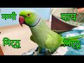Talking Parrot Mummy Papa Mitthu Ko Roti Do Parrot Talking Mummy Papa Mitthu Mitthu