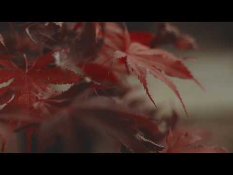 ► Planet Earth: Amazing red autumn leaves