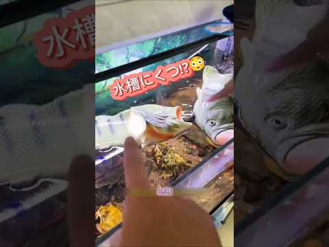 水槽から“なぞのくつ”発見…だれの!?🐟👟 #shorts #japan