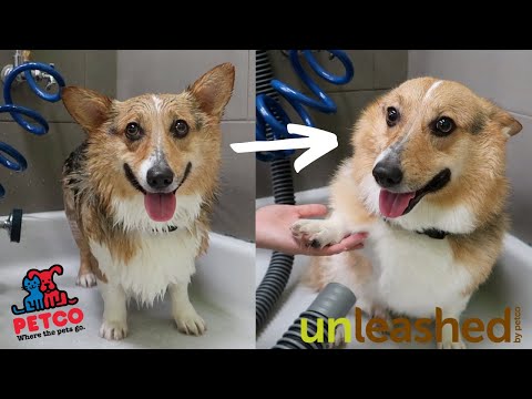 Petco Bath Prices