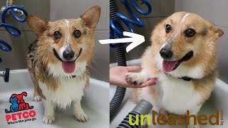 UNLEASHED BY PETCO SELF-SERVICE DOG WASH | Vlog & Review
