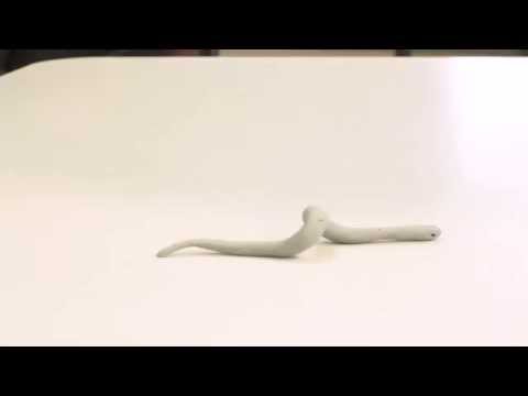 ACDC - Student Animation