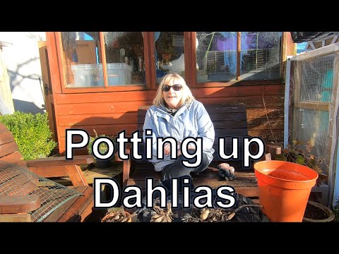 #233 Planting up Dahlia tubers from last year