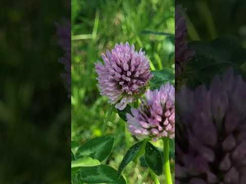 lovely day# flower #trending #viral #shorts