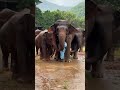Elephants Protecting Caretaker From Rain Elephant Wildanimals Trending Viral Viralvideo Shorts