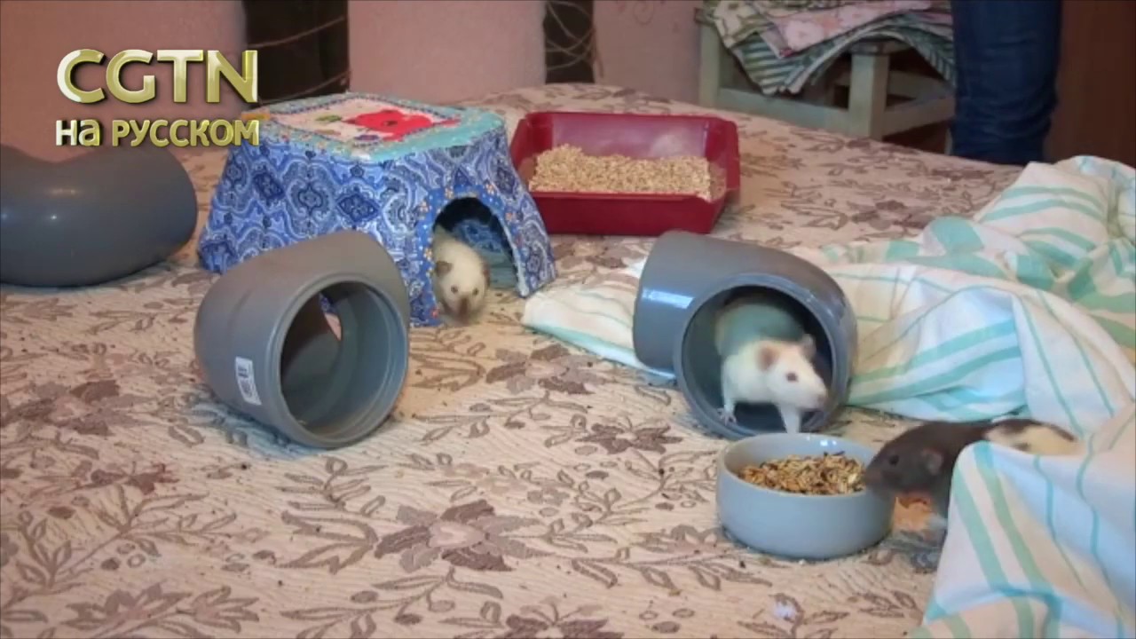 Россияне раскупают сувениры с крысами и живых грызунов