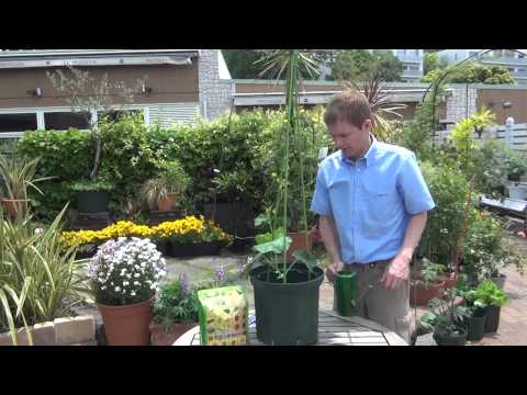 How to Grow and Care for Cucumber Part 2 Picking off, inducement