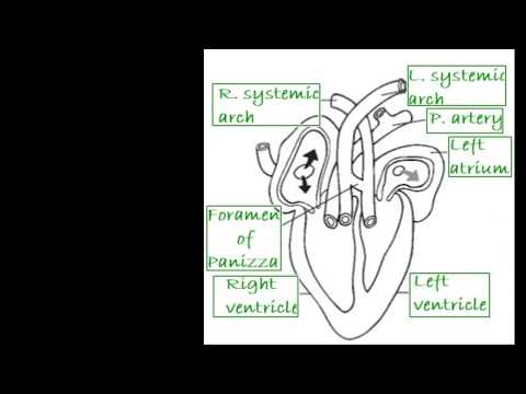 Focus Biology Crocodilian heart Live Stream