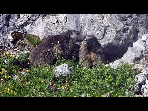 Alpine marmot - Alpenmurmeltier - Marmota marmota