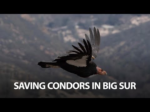 Saving condors in Big Sur