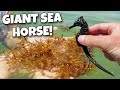 Catching GIANT SEAHORSE Under FLOATING DEBRIS!!
