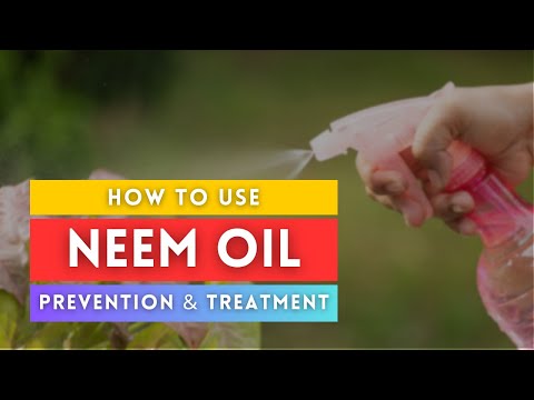 How to Use Neem Oil on Plants the RIGHT Way | Prevent & Treat Pests Naturally