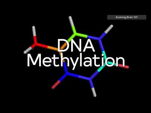 UA Science 101 - Epigenetics: Why DNA Is Not Our Destiny