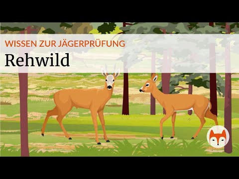 Roe deer - everything you need to know for the hunter's exam - Preview